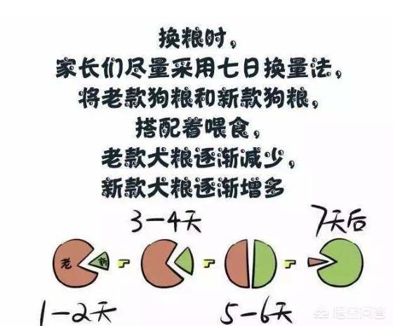 不打理的雪纳瑞图片:雪纳瑞不吃狗粮应该怎么办呢？