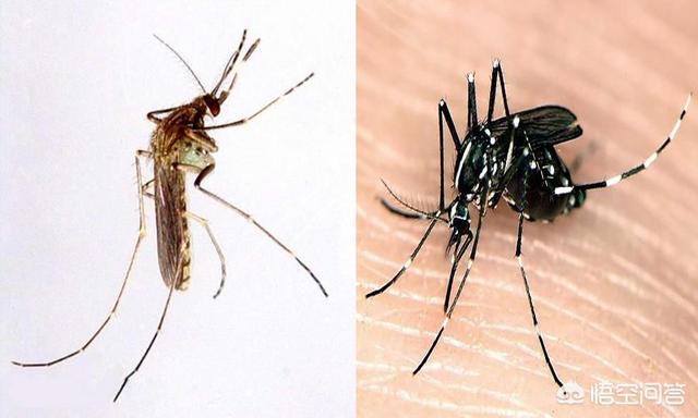 头条问答 为什么黑花蚊子和普通蚊子不同 10个回答