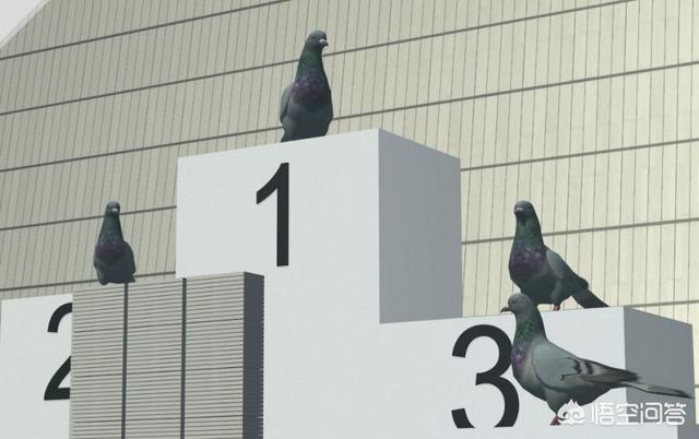 赛鸽能参加的比赛有哪些，自己养的鸽子怎样参加比赛