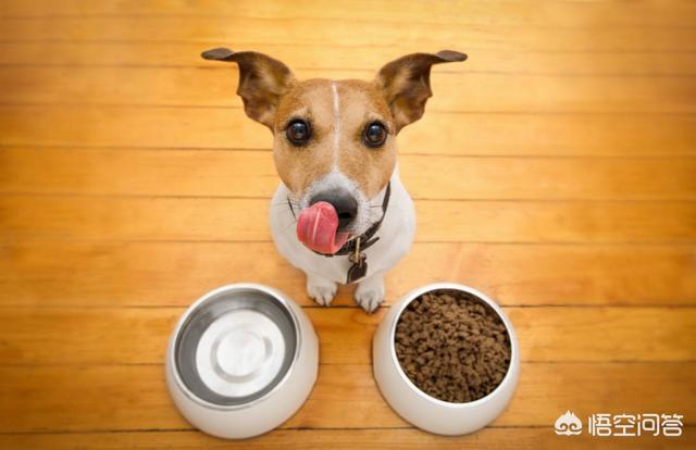 银狐狗粮自制:银狐犬3个月掉毛严重，怎么办？