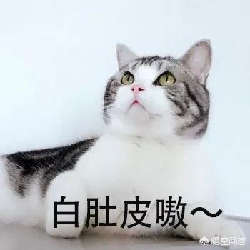 四川简州猫四耳图片:猫咪是很有治愈系的动物，你喜欢哪种？ 四川简州猫值钱吗