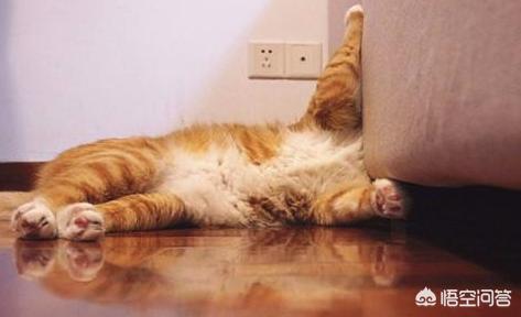 猫发情 叫声:猫发情除了会乱撒尿和乱叫，还有其他表现吗？