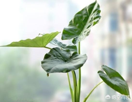 水娃娃鱼有毒吗?:滴水观音有毒吗？室内养殖有什么危害？