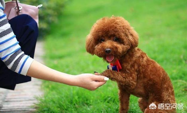 贵宾犬训练用什么奖励:训练泰迪犬，有哪些错误是不能犯的呢？