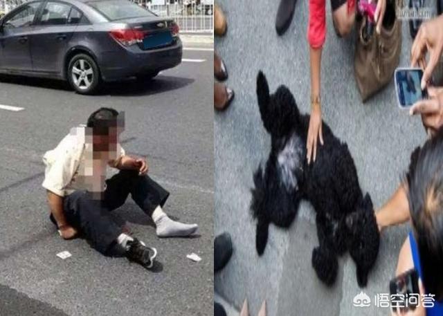 养狗这件事3g下载:孩子特别想养狗，可我怕她耽误学习，我该怎么办？