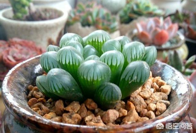 姬玉露和草玉露的区别:冬天没有太阳玉露陡长怎么办？
