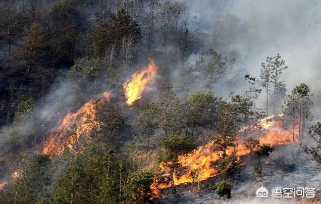 戴雨森，亚马逊森林如果烧完了，人类会受多大影响地球生态会怎么样