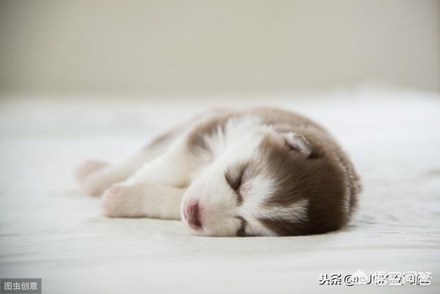 狗和骨头 14关:四个月的狗狗可以啃骨头吗？