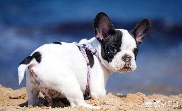 法国斗牛犬吧:为什么说养法国斗牛犬要有一定的“实力”呢？