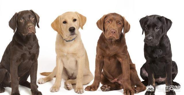 纯种拉布拉多犬:拉布拉多犬怎么选纯种呢？