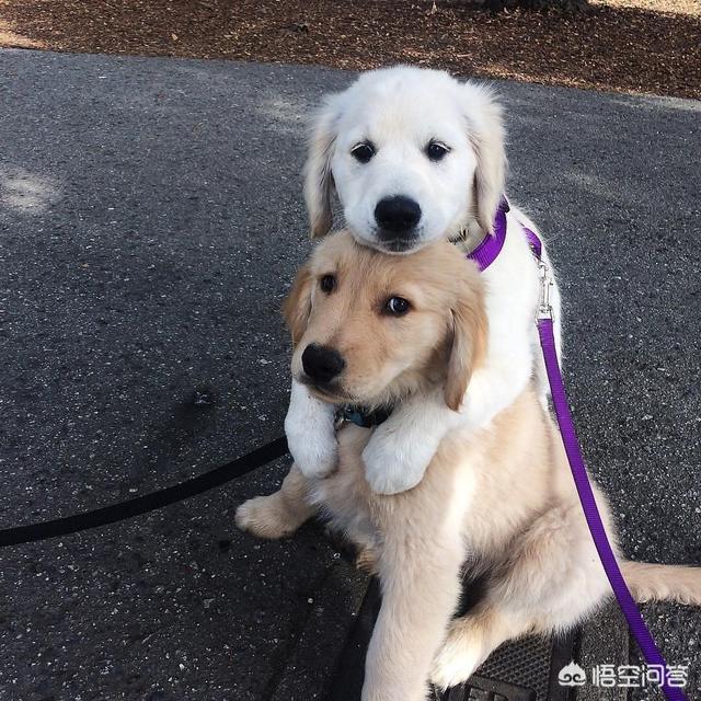 拖把狗游泳:狗狗的尾巴对它而言有什么作用呢？ 拖把狗游泳图片