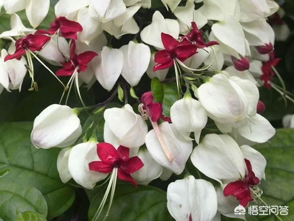 龙吐珠花图片:龙吐珠花名字的由来和养殖方法介绍？