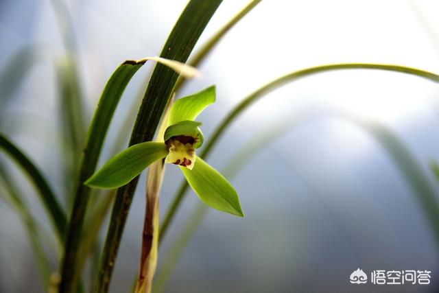 紫玉兰只长叶子不开花:为什么网上买的兰花只长苗不开花？