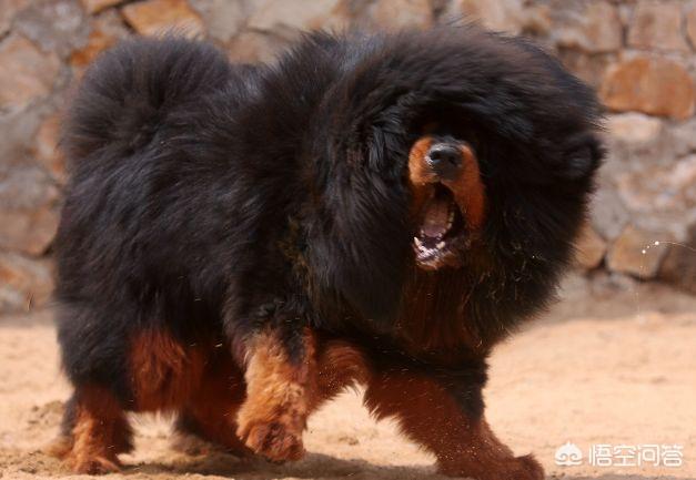 比特犬vs藏獒犬的视频:假如把蚂蚁放大到一百公斤，可以打得过比特犬或者藏獒吗？ 比特犬vs藏獒打斗视频