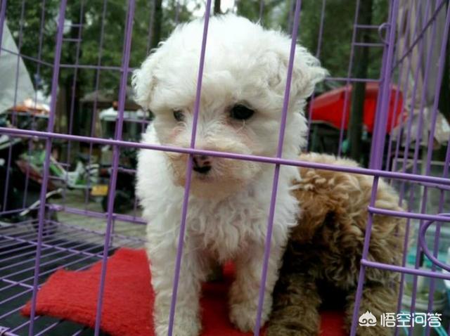 可爱的比熊犬图片:哪些类型的比熊犬不值得购买？