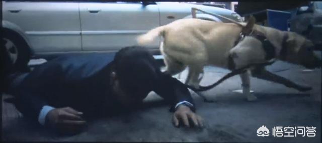 导肓犬小q在线观看:如何评价任达华、梁咏琪主演的关于导盲犬电影《小Q》？