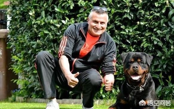 罗威拿犬容易生病吗:罗威纳犬容易生病吗 养狗狗为什么选择罗威纳？