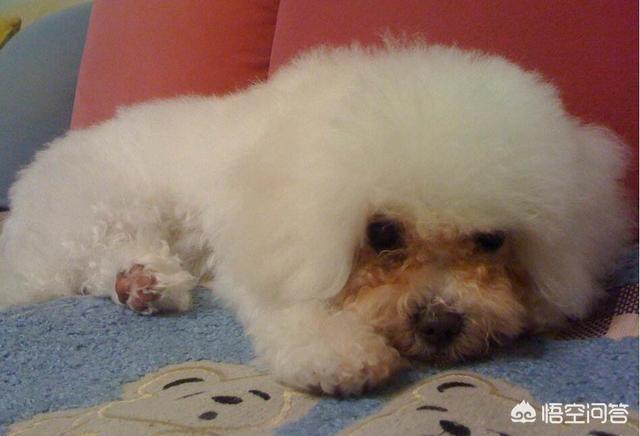 贵宾犬训练用什么奖励:训练贵宾犬时，哪些禁忌一定不能犯？ 贵宾犬多大适合训练