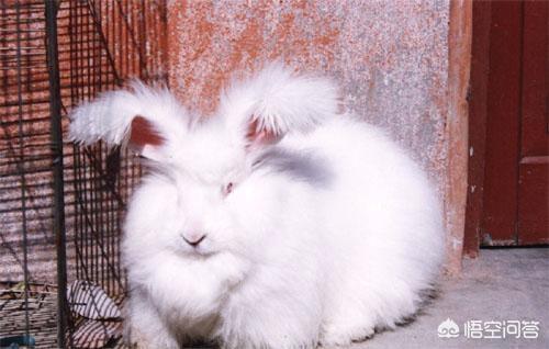 网红安哥拉兔好养吗，安哥拉兔患上了耳螨还有救吗