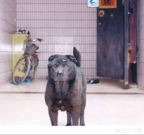 卡通大头狗:潮汕大头犬就是潮汕土狗吗？潮汕大头犬打架怎么样？ 卡通大头狗在在轮椅