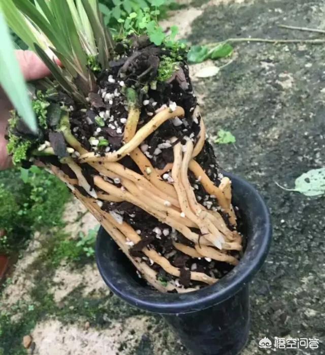 兰花鼠尾草习性:为什么野生兰草比家种的长得快？