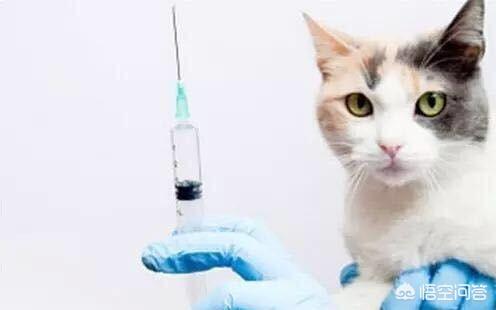 猫泛白细胞减少症简称:六个月大的猫会得细小吗？