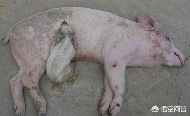 什么病能突然死亡:大猪拉绿色粪便并突然死亡是什么病？