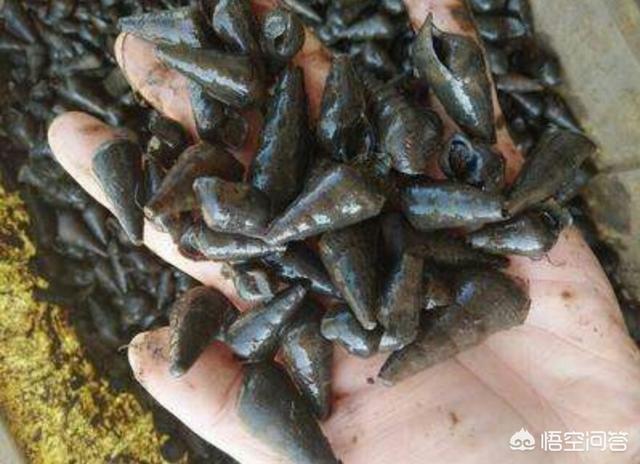 食用笠螺图片:稻田里有很多福寿螺怎么治理？