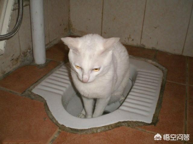 猫咪尿频尿血到处尿:猫咪尿频需要多运动吗？猫咪尿频要做什么？