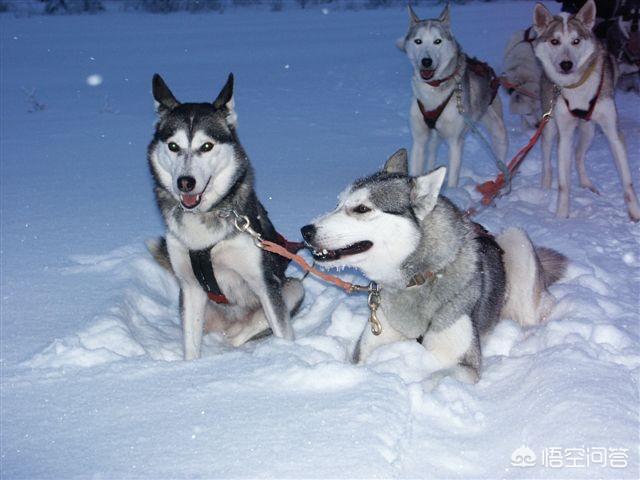 惠比特犬体味重吗:惠比特犬掉毛和体味怎么样 世上的哪种狗的忠诚度最低？为什么？