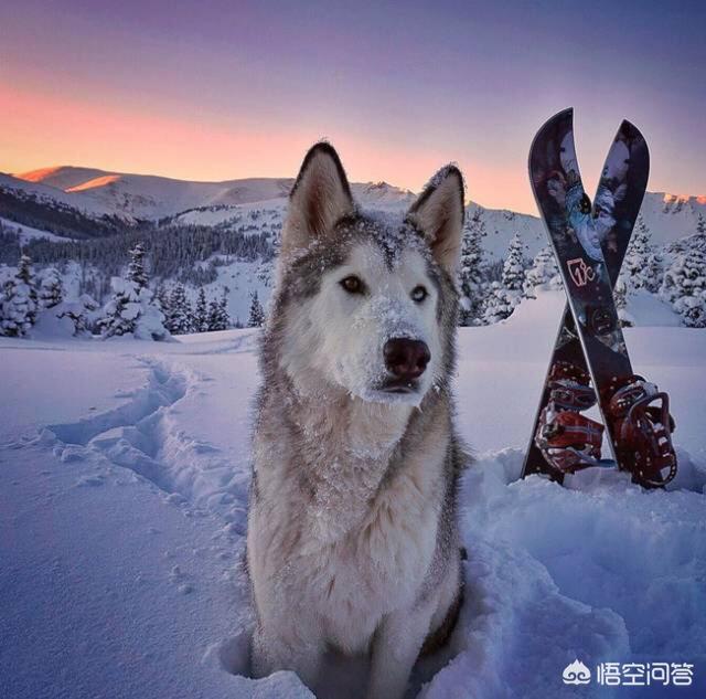 惠比特犬体味重吗:惠比特犬掉毛和体味怎么样 世上的哪种狗的忠诚度最低？为什么？