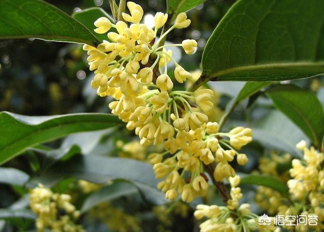 桂花有哪些品种？种植时需要注意什么？