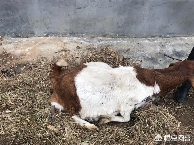 托拉菌素:托拉菌素注射 怀孕的母羊能驱虫吗？母羊如何科学驱虫？