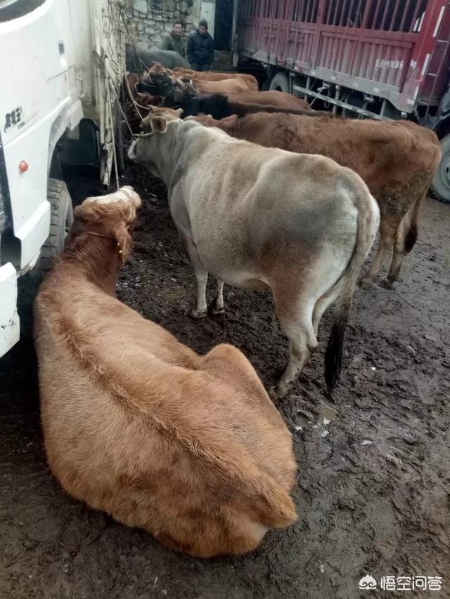 牛出血性胃肠炎的治疗:牛出血性胃肠炎症状 新生牛犊口蹄疫怎么治疗？