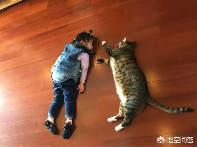 星际养猫指南百度贴吧:养猫一定什么都要给他最贵最好的吗？