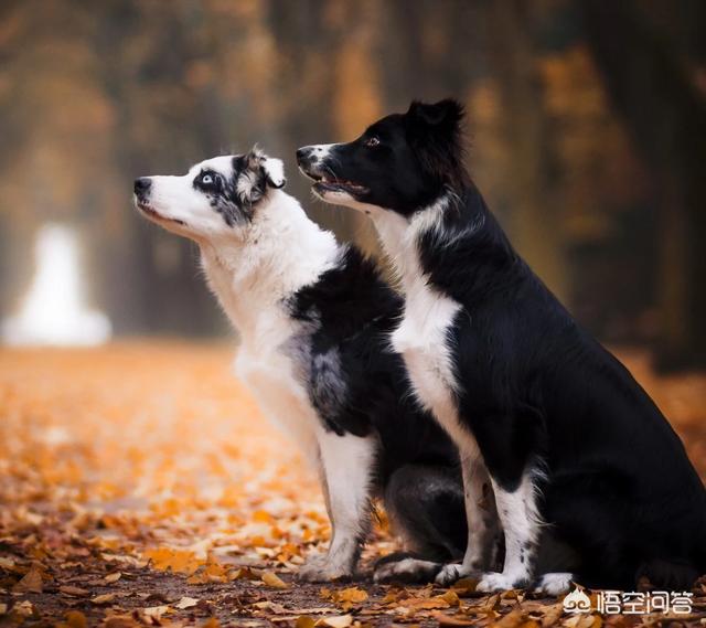 绿卡训犬师:当一名训犬师需要具备哪些条件？