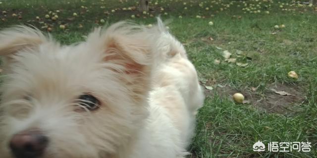 狗狗突然拼命吃草，是怎么回事？插图22