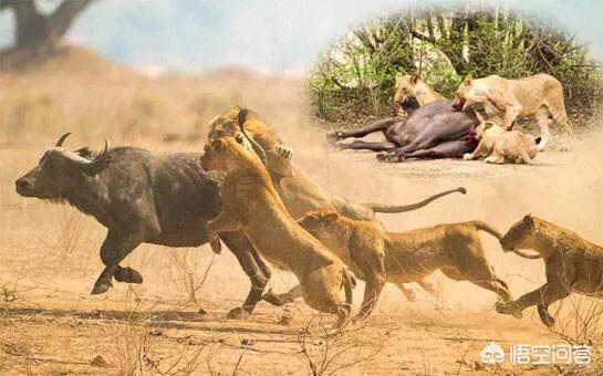 非洲斑鬣狗vs藏獒:如果北美公灰狼能和非洲母斑鬣狗单挑，谁更狠？