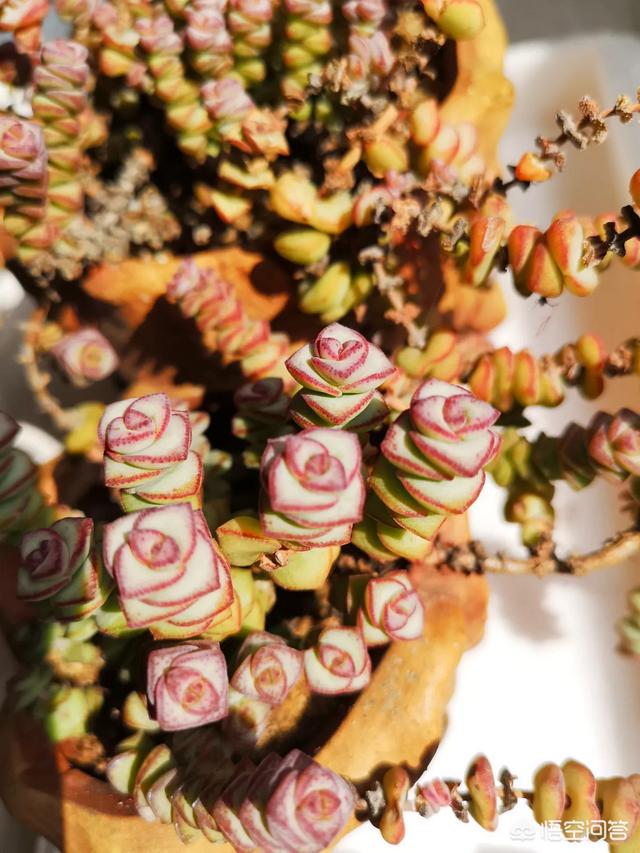 苞芽子真菌性皮肤病:茶花花苞发干，掉落，茶花叶子叶梗发红是什么原因？