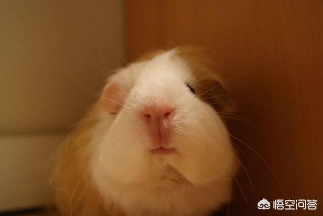 小宠物荷兰猪咬人吗:被豚鼠咬了需要打狂犬疫苗吗？