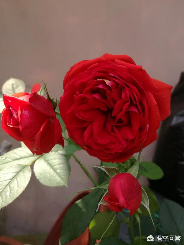 月季花的栽培与管理:春天到了~家里的月季该怎样管理呢？