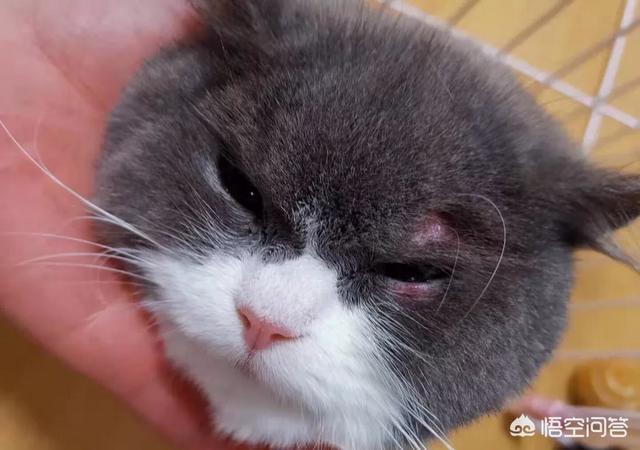 猫耳螨对人有什么症状:给小猫滴除耳螨的药，它甩耳朵喷我一脸、螨虫会感染给我吗？