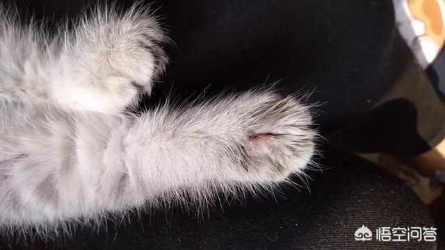 猫癣会传染大猫吗:#萌星人成长记#猫癣会不会传染给人？