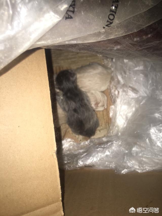 我们家猫咪快要生了，跟前跟后的一直望着我叫，给猫粮也不吃了。是什么原因？插图1