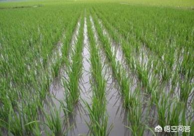 水稻旱育秧技术要点