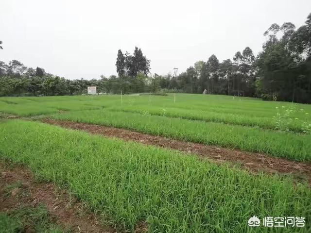 水稻旱育秧技术要点 水稻湿润育秧有哪些技术要点？