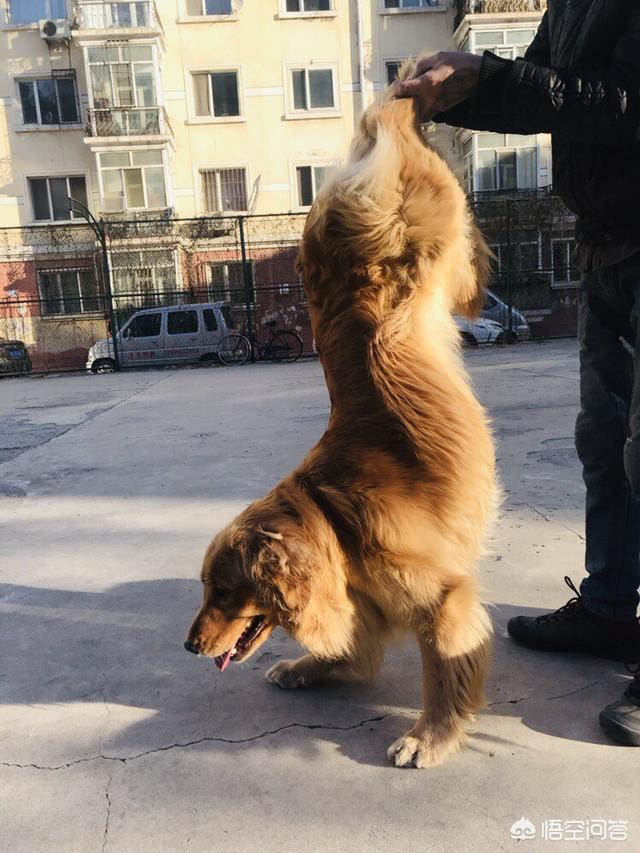 美系金毛犬图片素材大全:金毛犬吃什么可以不掉毛，还可以美毛？ 美系金毛犬图片大全