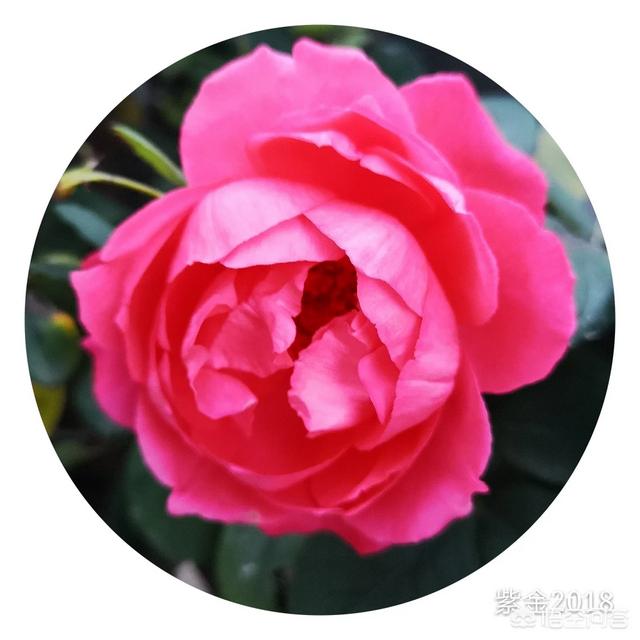 蜻蜓月季花的栽培:大游行月季花的养殖方法？