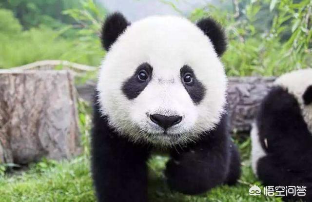 微信小清新头像:使用微信时，见到没更换过头像的人吗
