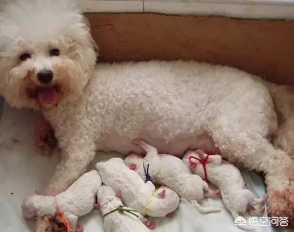 家养英国雪达犬一窝生下13仔:金毛和拉布拉多生的小狗怎么样？